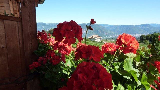 Haus Romen Affittacamere Appiano Sulla Strada Del Vino Esterno foto